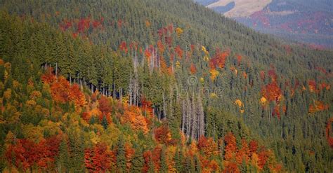 Autumn Coniferous Forest Mountains Stock Photo Image Of Outdoor