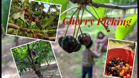 Cherry Picking Oregon U Pick Cherries Youtube
