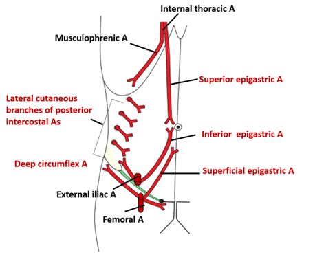 Huge superficial covers back and neck. Anterior Abdominal Wall , layers, umbilicus, muscles, blood supply and lymphatics , Anatomy QA