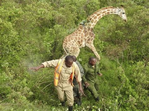giraffe rescued after she somehow gets tyre stuck on her neck ladbible