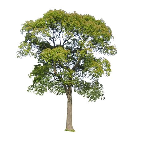 Tree Icon Trees Png Download 17731773 Free Transparent Tree Png