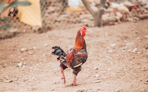 Man Killed By His Own Rooster During Illegal Cockfight • Hollywood Unlocked