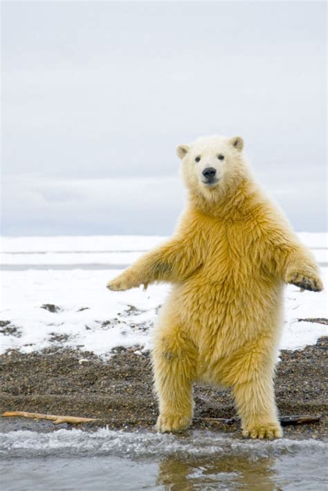 Polar Bear Cub Dances Disco 5 Pics