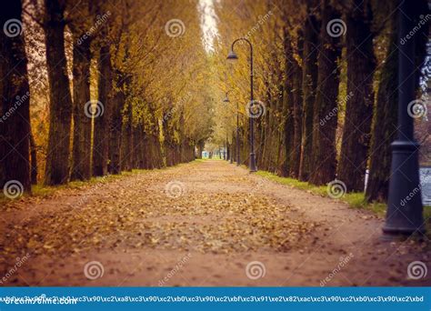 A Sad Autumn Park In Cloudy Weather Stock Image Image Of Beautiful