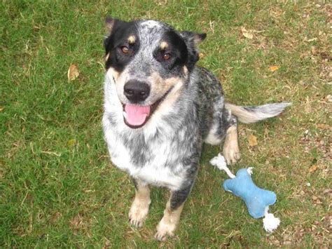 The Best 9 Border Collie Blue Heeler Australian Shepherd Mix