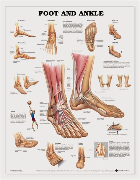 Foot Map Bones Muscles Foot Map Bones Muscles Human Anatomy Charts