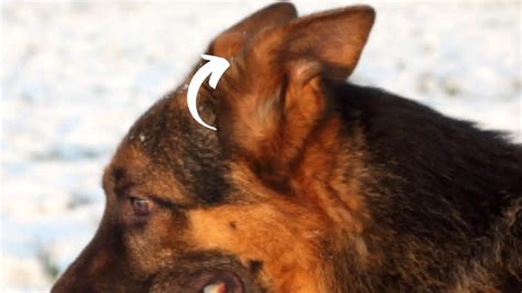 German Shepherd Ear Chart And Position Meanings Ear Stages