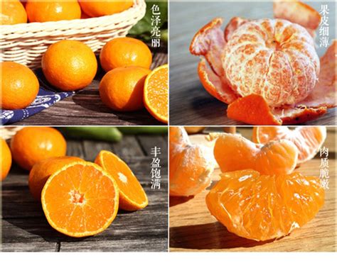 Nasiona Pomarańcza chińska szt.5 Nxx136 Citrus sinensis Pomarańcza ...