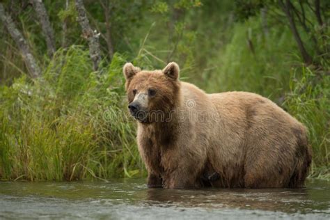 Truie Dalaska Dours Brun Photo Stock Image Du Faune 96947968