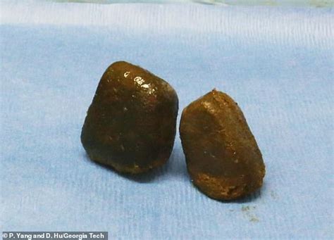 Äußerlich ähnelt das tier einem bären. Scientists reveal how wombats produce cube-shaped faeces ...
