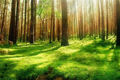 Forest Background ·① Download Free Cool High Resolution Wallpapers For Desktop Mobile Laptop