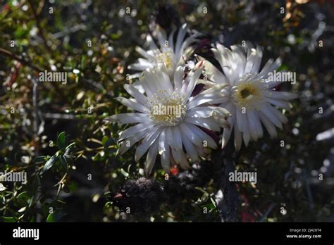 Desert Flowers Of Arizona In Bloom Stock Photo Alamy