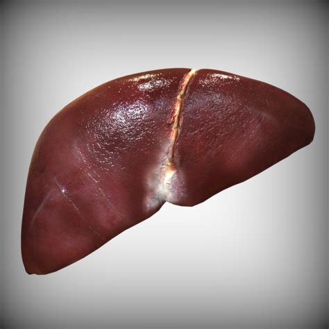 Human Liver 3d Model By Bluelou