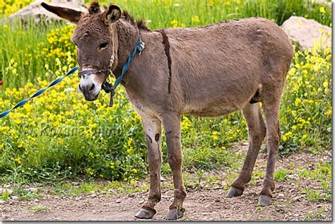 Photo Ane Donkey Equus Asinus Kwane Komane Photo Kurdistan Irak