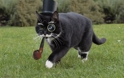 Take the pledge to better advocate for cats who call the outdoors home by visiting globalcatday.org. Tweet