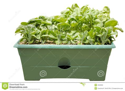 Container Salad Garden Isolated Stock Image Image Of Container