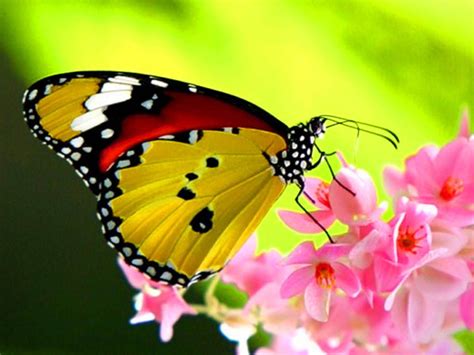 Beautiful Butterfly Desktop Wallpapers Most Beautiful Butterfly