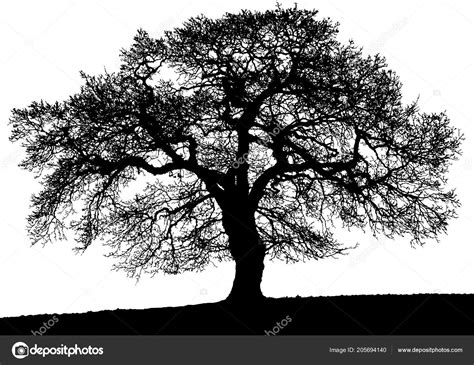 Black Tree Isolated White Background Stock Photo By ©andrew7726 205694140