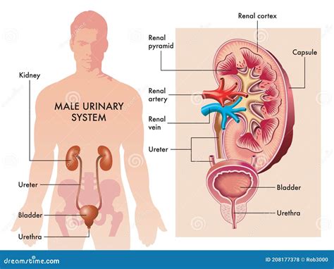 Sistema urinário masculino ilustração do vetor Ilustração de corpo