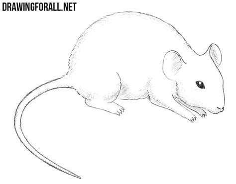 How to draw mouse step by step? How to Draw a Mouse