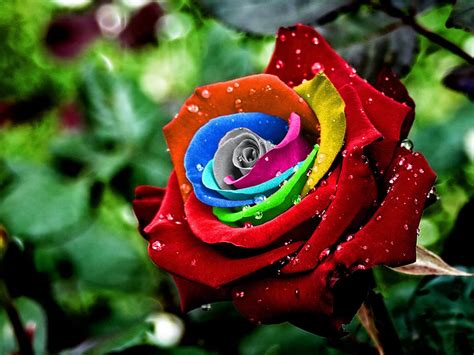 Wallpapers Colorful Rose Wallpapers