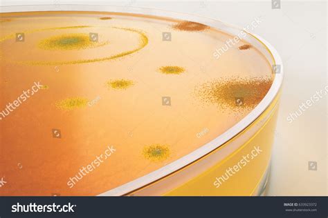 Bacteria Colonies On Petri Dishes 3d Stock Illustration 633923372