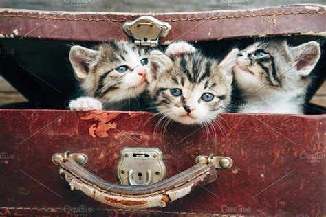 Beautiful Kittens In Suitcase Beautiful Kittens Tabby Kitten Kitten
