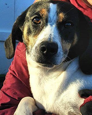 Services may include sitting services, specialized bedding and dog walking. Virginia Beach, VA - Beagle. Meet Kasey a Pet for Adoption ...