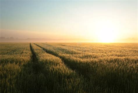 Ear Of Wheat Ears Grain In The Rising Sun Detail Stock Photo Image