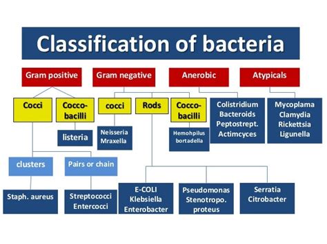 Who Bacteria Classification