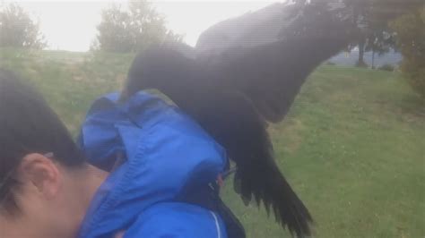 Crow Attack In East Vancouver Caught On Video Terrifies Cyclist Cbc News