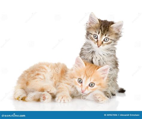 Two Small Kittens Looking At Camera Stock Photo Image Of Adorable
