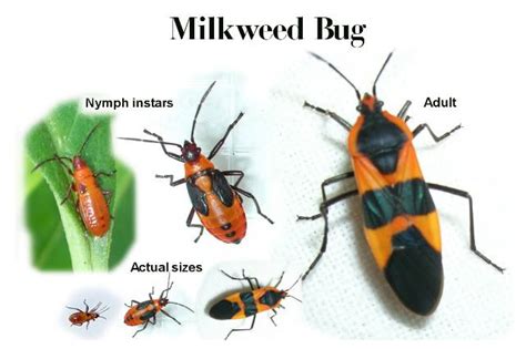 Milkweed Bug Life Cycle Of Insecticidal Soap Pictured Below Is