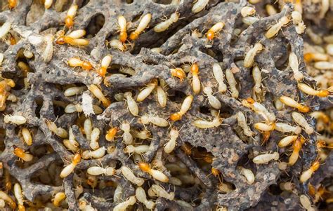 Investigate Formosan Termite Pointe Pest Control