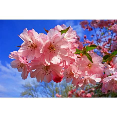 Online Orchards Amanogawa Cherry Blossom Tree Bare Root 3 Ft To 4 Ft