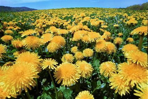 Stubborn, strong dandelions stand their ground whether you love or hate them - cleveland.com