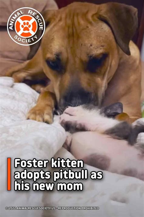 From The Beginning Claudias Rescue Foster Kitty Violet Made It Clear That He Planned To Get