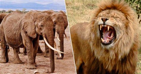 Un braconier de rinoceri a fost strivit de un elefant și mâncat de lei