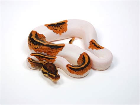 Pumpkin Pied Morph List World Of Ball Pythons Pretty Snakes