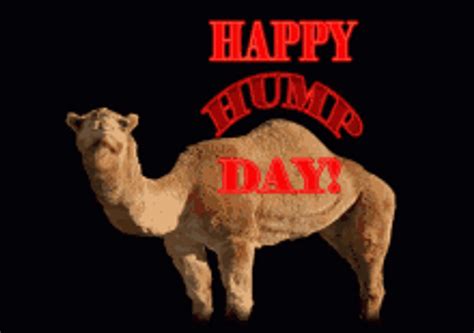 hump day camel digibyte staring at