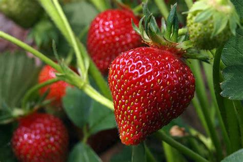 Haus And Garten 25 X Strawberry Elsanta Bare Rooted Ready Now Free