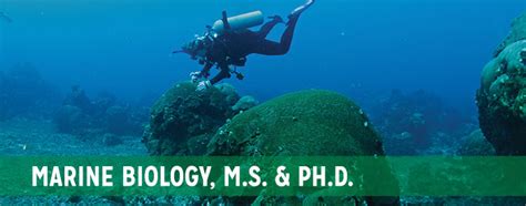 Marine Biology Ms And Phd Texas Aandm University Corpus Christi