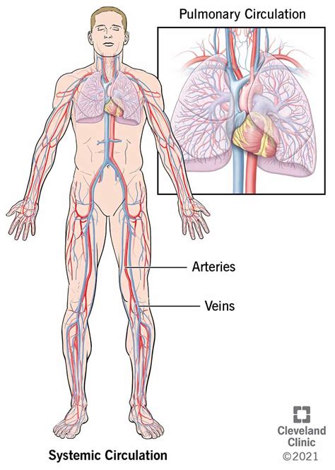 Sistema cardiovascular descripción general anatomía y función