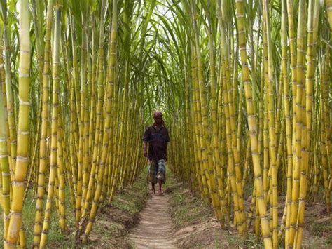 Bangladesh Sugar Cane Farm Indiabangladesn Pinterest Asia And