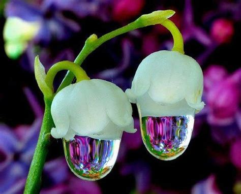 Unlike many rare items that hobbyists seek, you don't need a fat wallet to add uncommon flowering specimens to your garden collection. Seldom seen flowers | Unusual flowers, Rare flowers ...