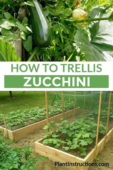 How To Trellis Zucchini Plant Instructions