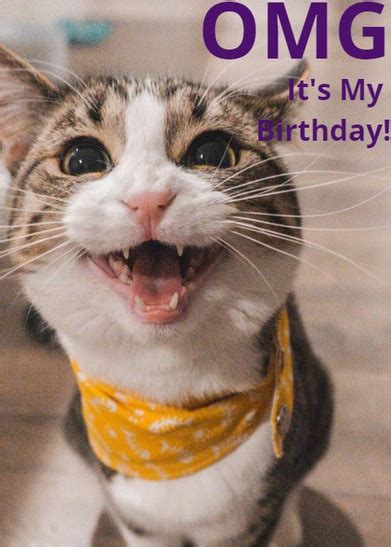 Say Happy Birthday Cat With A Customized Card