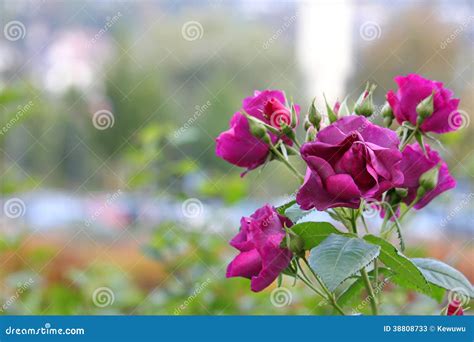 Purple Roses In The Garden Stock Image Image Of Floral 38808733