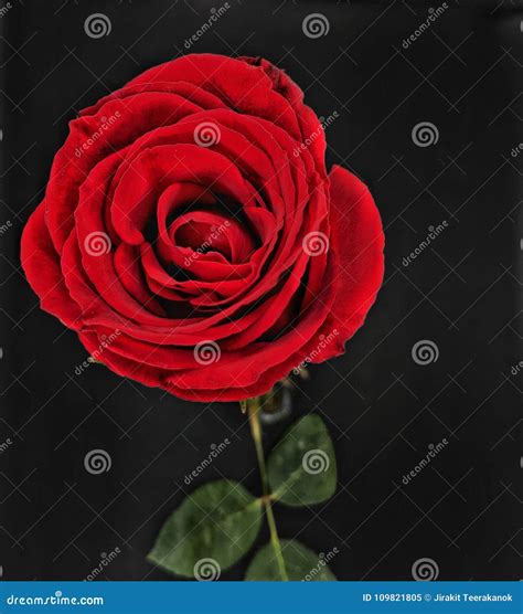 Top View Of A Beautiful Bright Red Rose On A Black Background Stock