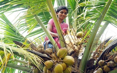 Interesting Facts Of Coconut In Indian Culture And Cuisine